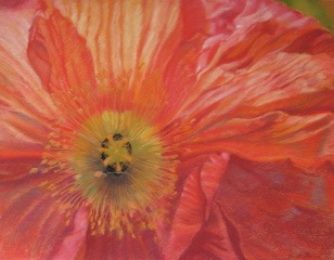 Icelandic Poppy